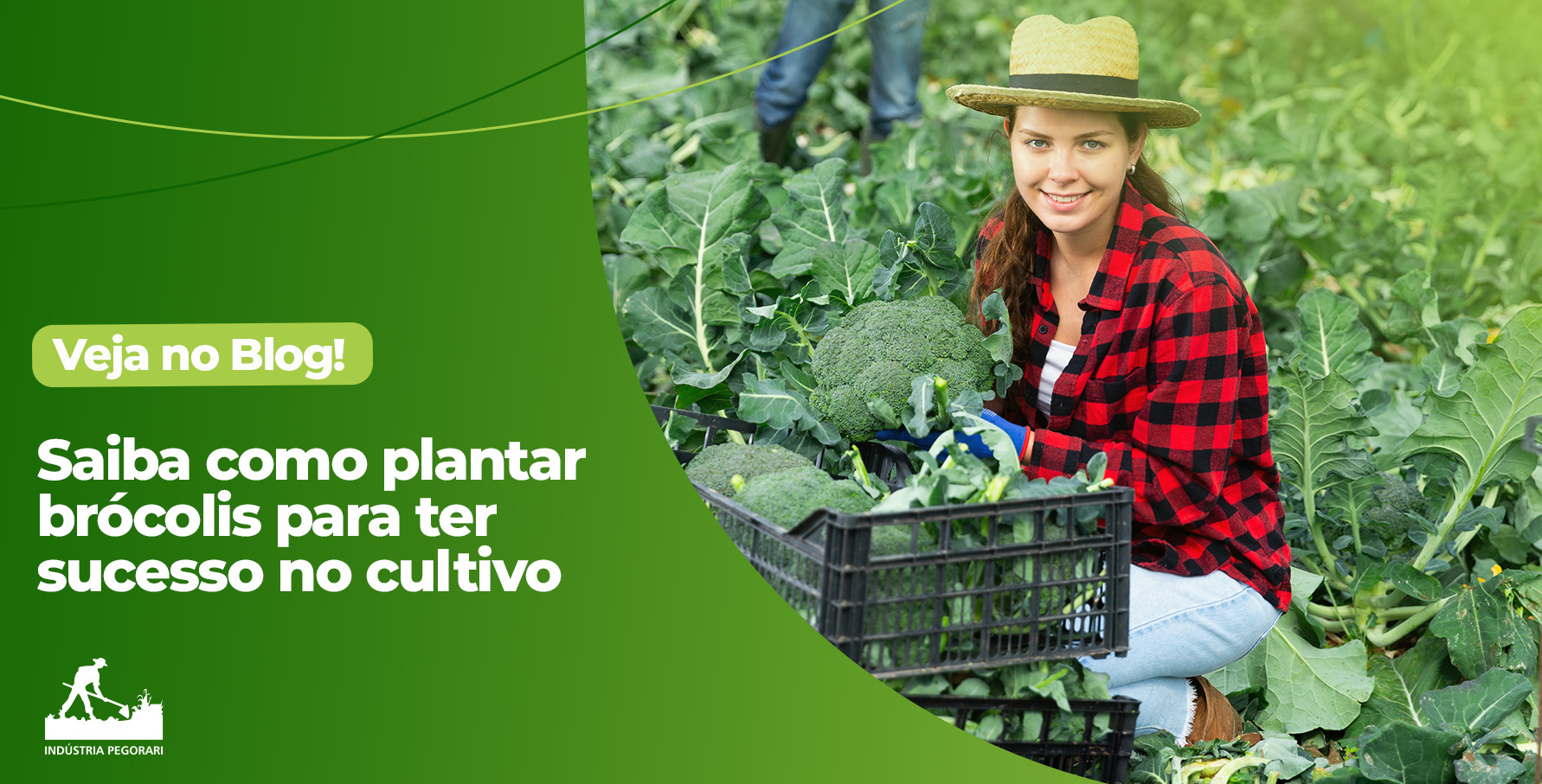 Read more about the article Saiba como plantar brócolis para ter sucesso no cultivo