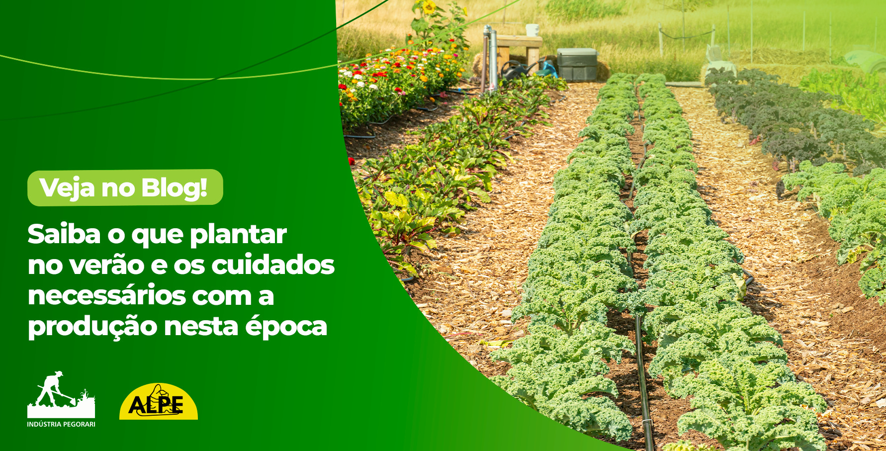 Read more about the article Saiba o que plantar no verão e os cuidados necessários com a produção nesta época 