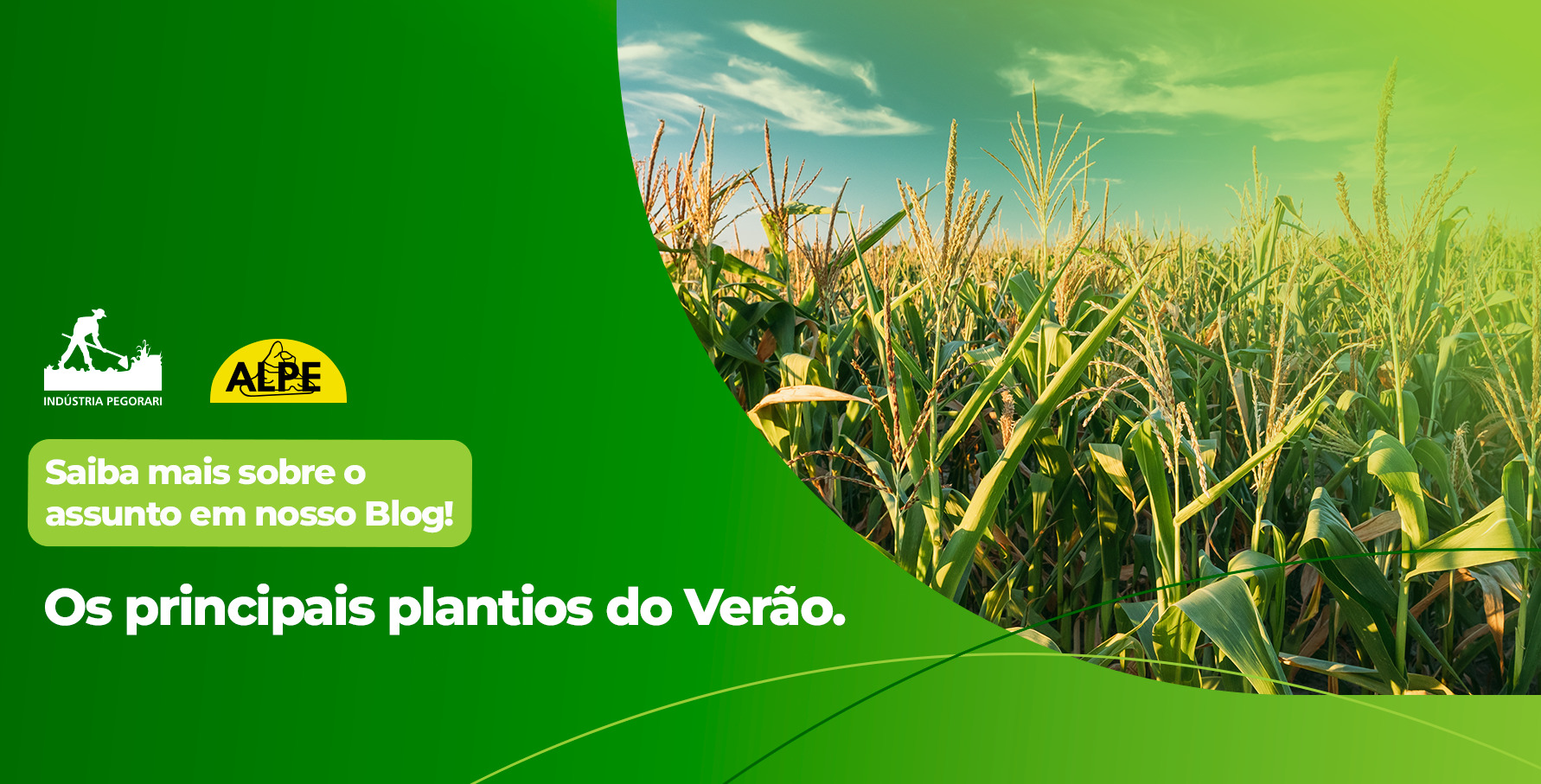 Read more about the article <strong>Principais colheitas de verão: uma visão regional do campo brasileiro</strong>