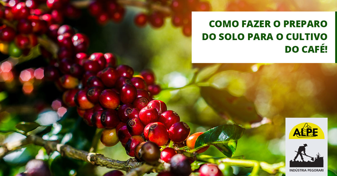 Como preparar o solo para ter um bom cultivo do café
