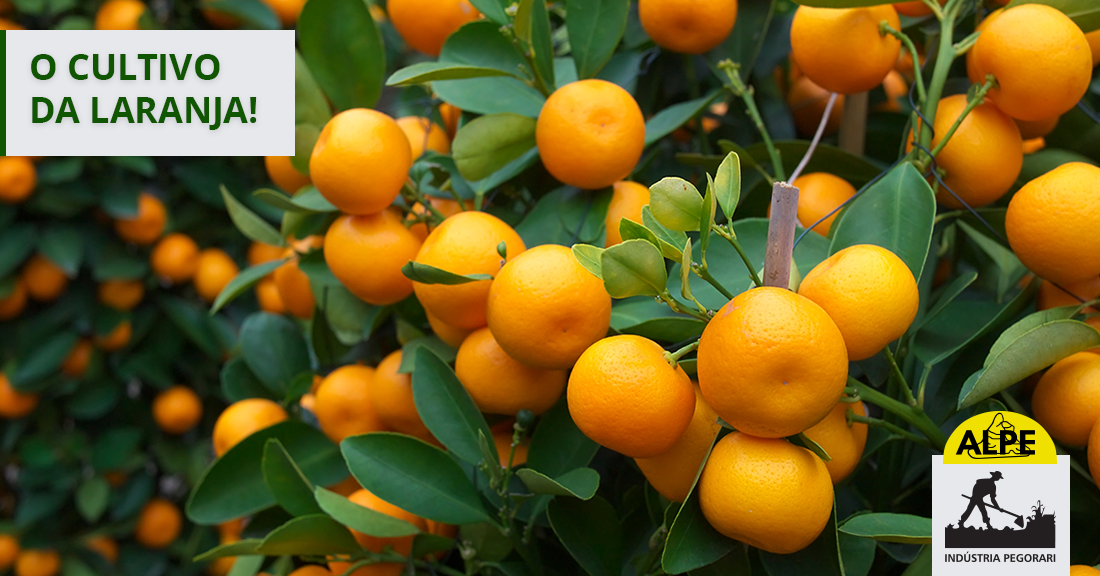O Cultivo da laranja!