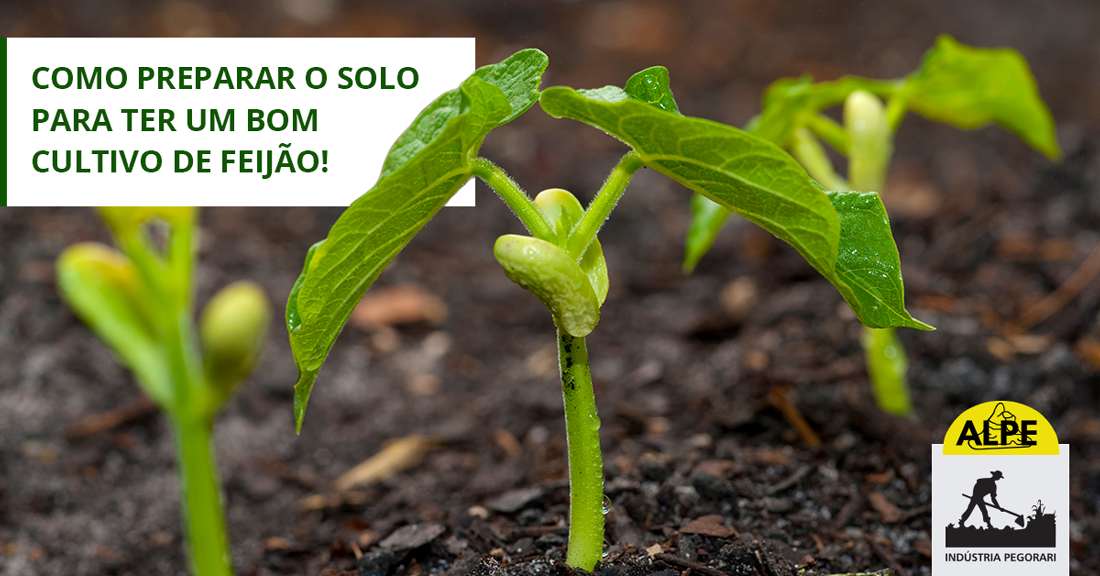 O preparo do solo para plantar o feijão